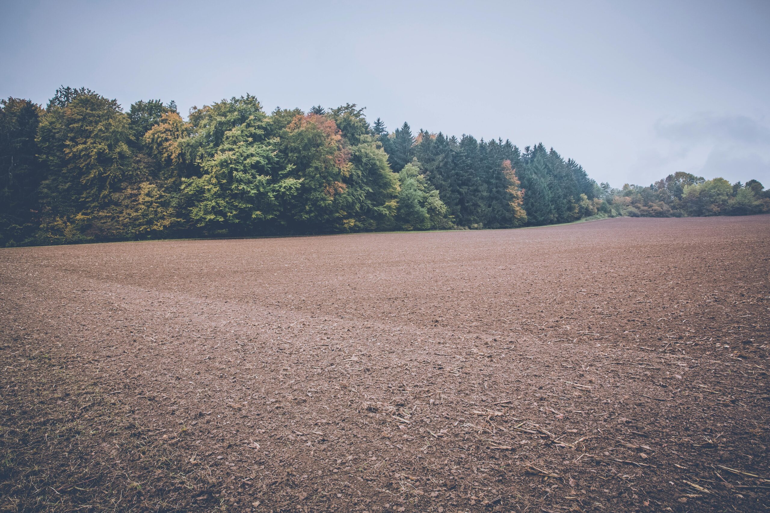 A serene view of rural farmland bordered by lush forest trees on an overcast day.