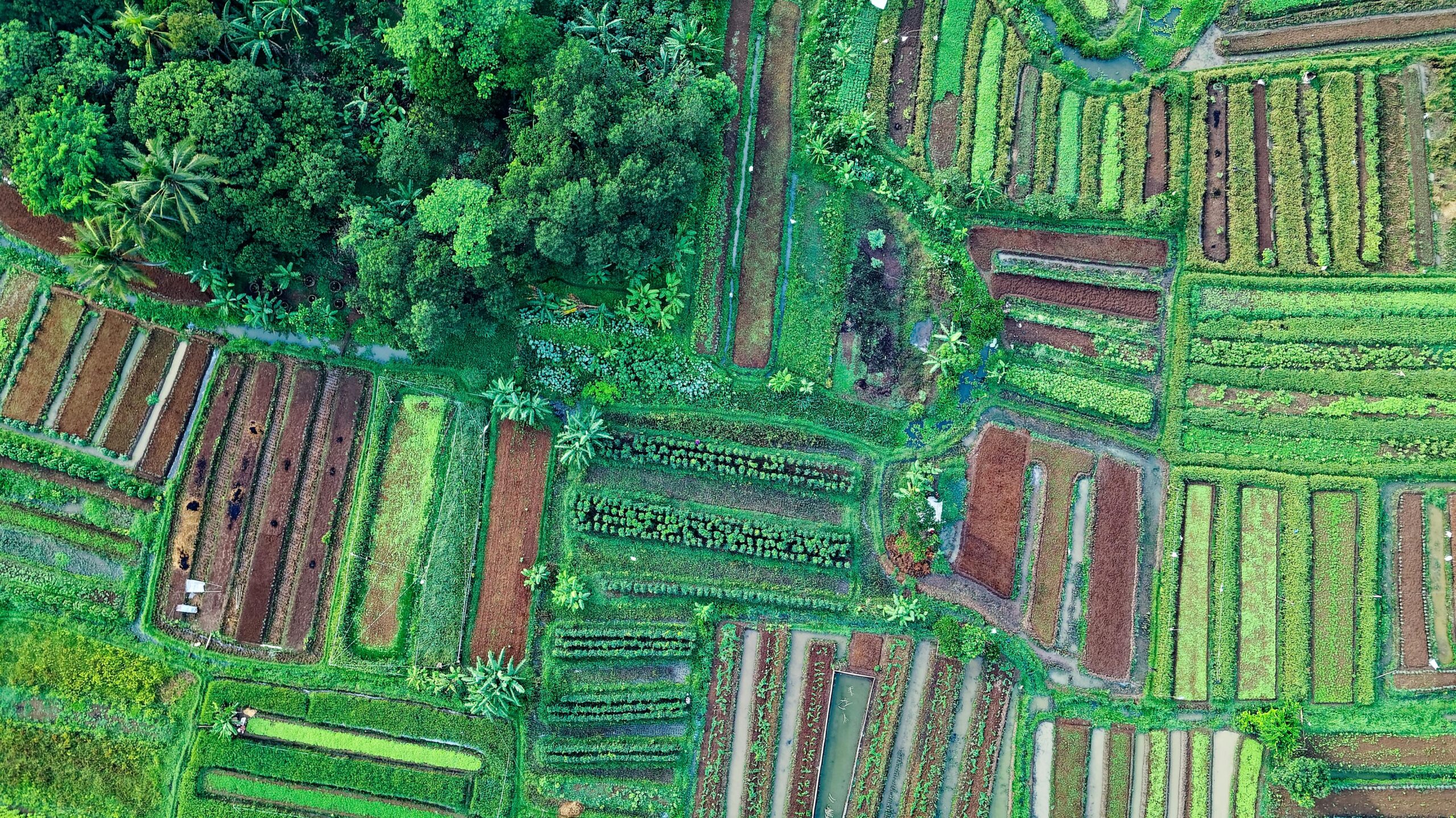 Aerial view of lush, diverse crops and greenery in Cisauk, Indonesia.